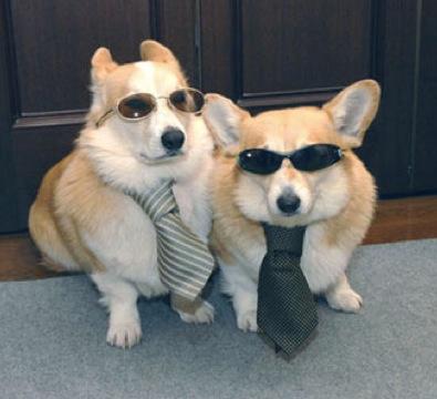 Illustration for article titled Comment Of The Day: Queen & Crack Team Of Corgi Investigators Are On The Case